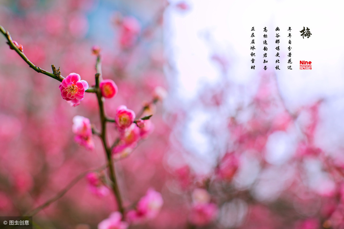 梅花象征着哪种人_梅花的象征和信仰