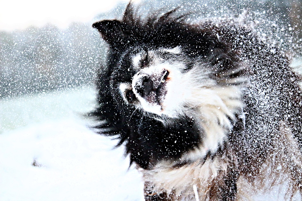 梦见大雪是什么征兆_梦见大雪的说法