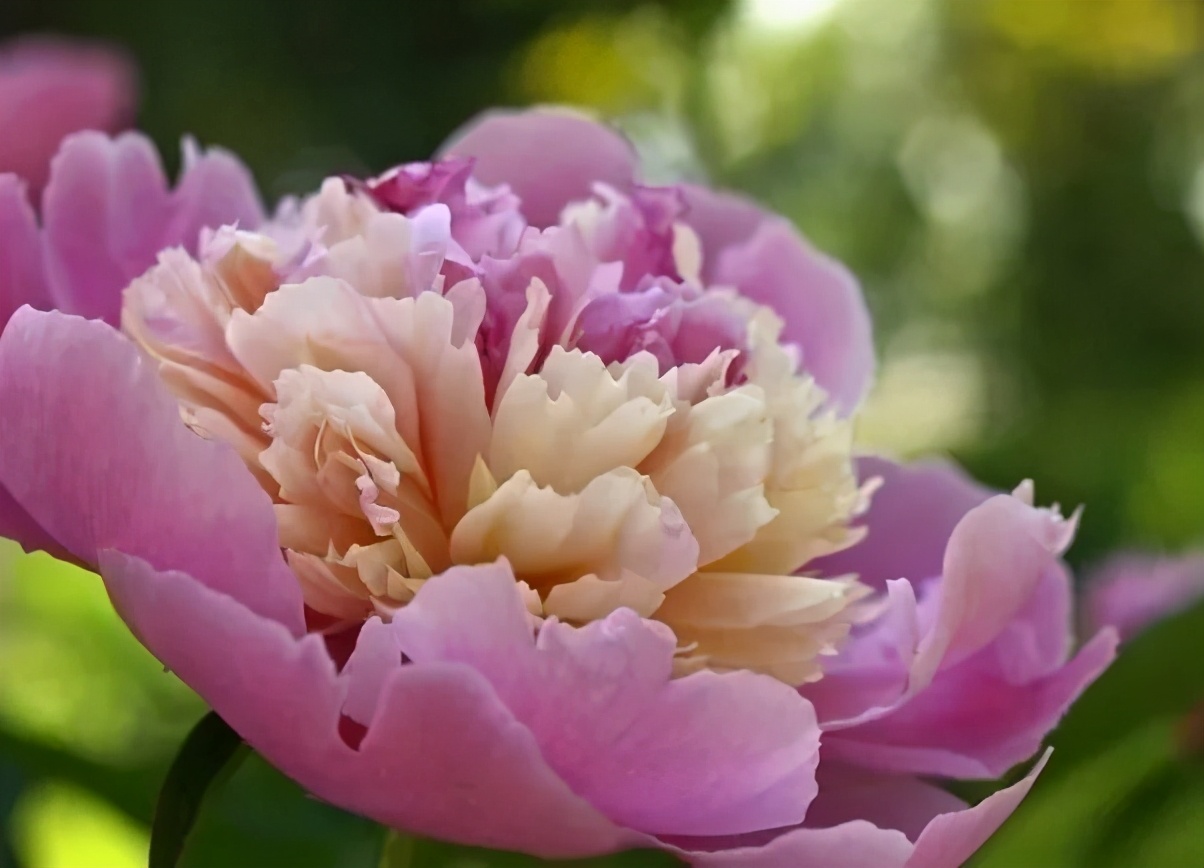 花中之王是什么花_花中之王欣赏