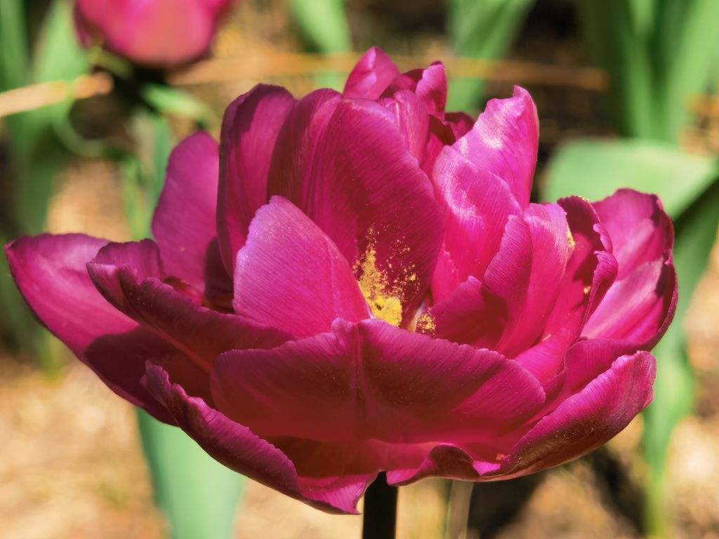 花中之王是什么花_花中之王欣赏