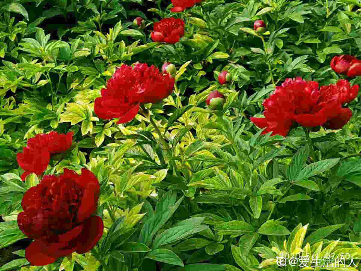 花中之王是什么花_花中之王欣赏