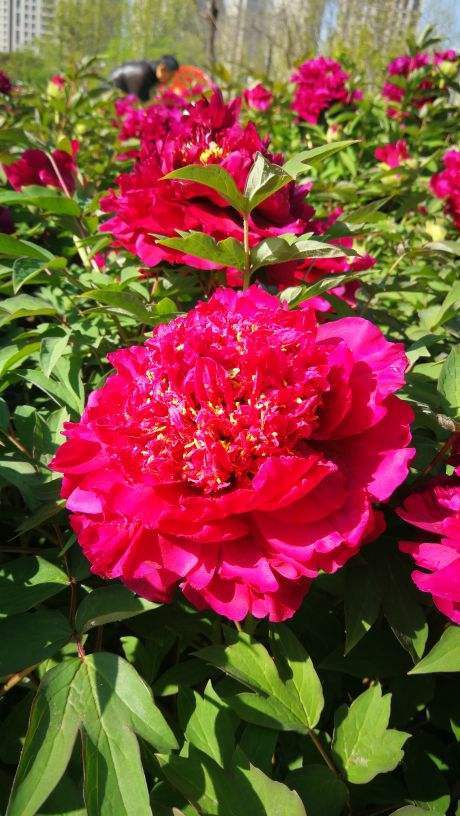 花中之王是什么花_花中之王欣赏