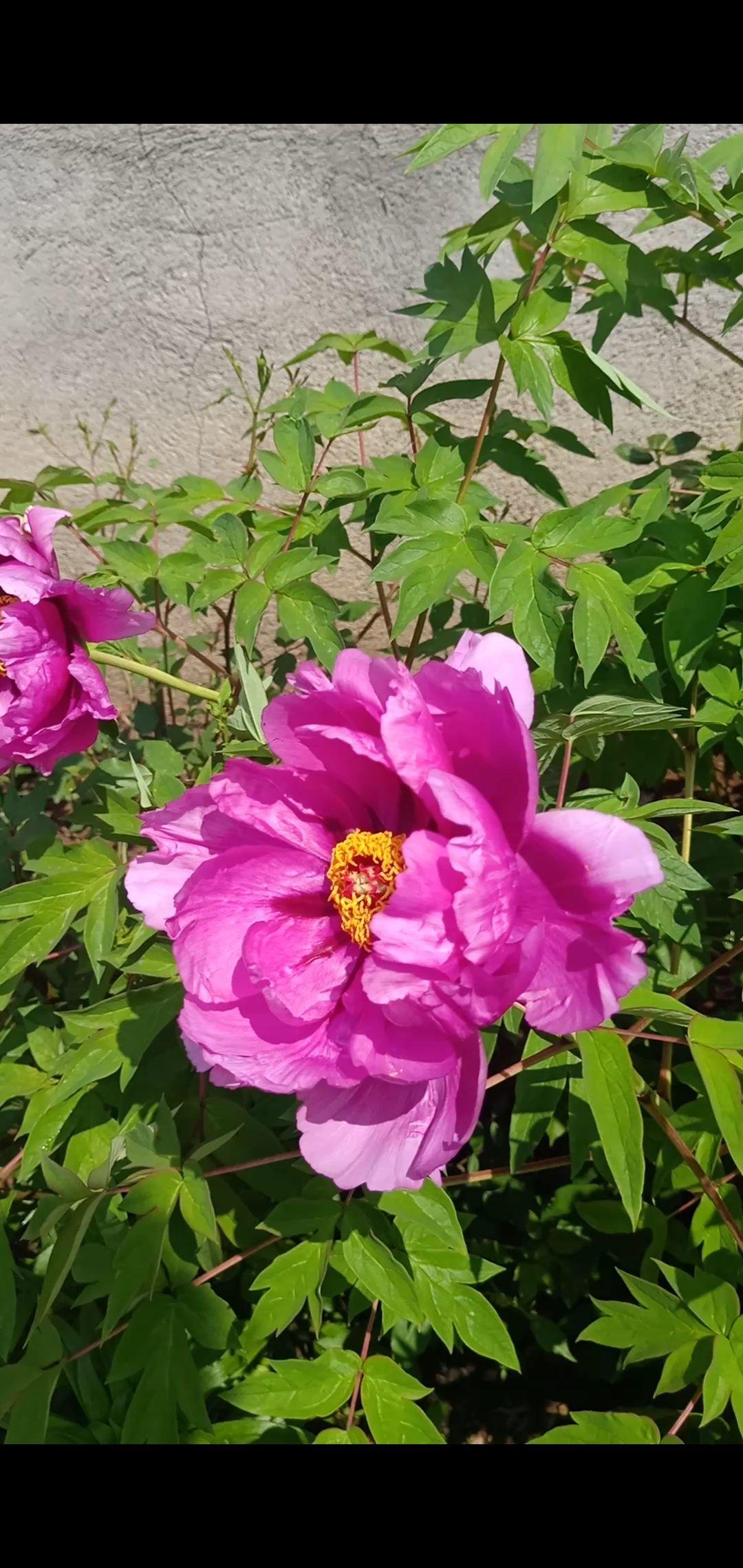 花中之王是什么花_花中之王欣赏
