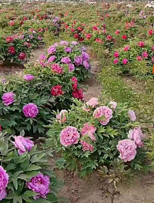 花中之王是什么花_花中之王欣赏