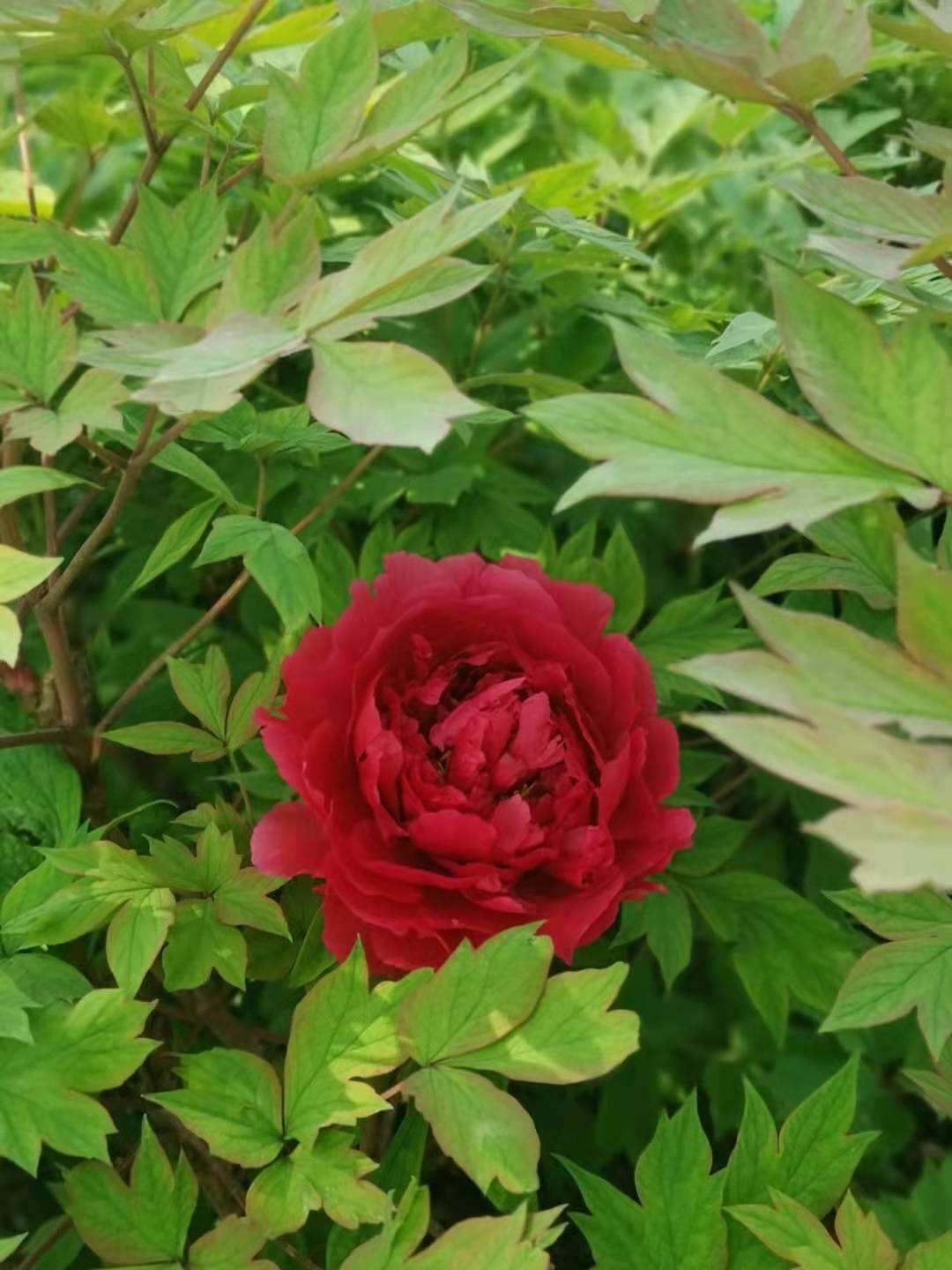 花中之王是什么花_花中之王欣赏