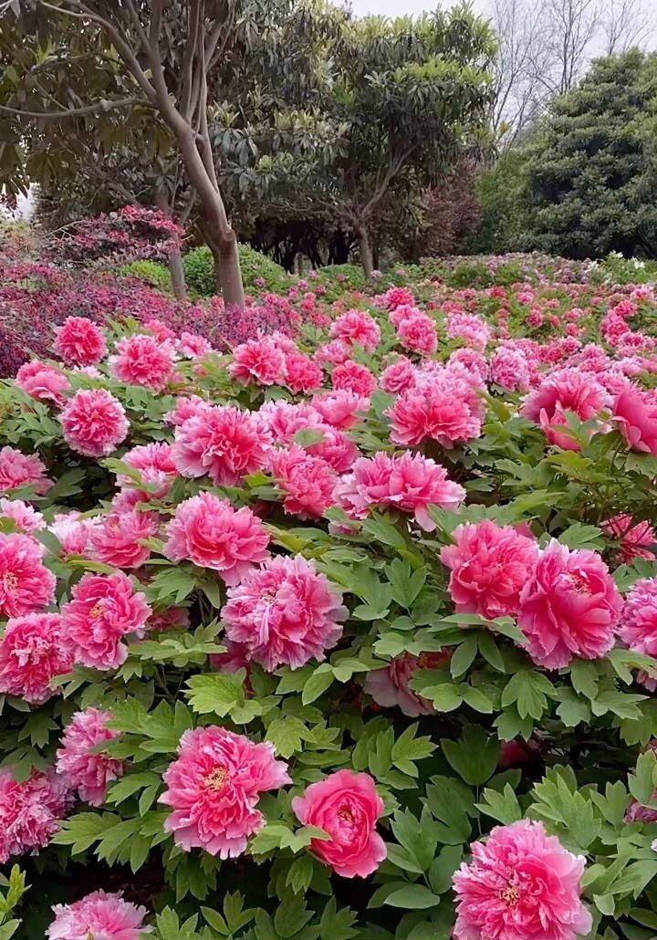 花中之王是什么花_花中之王欣赏