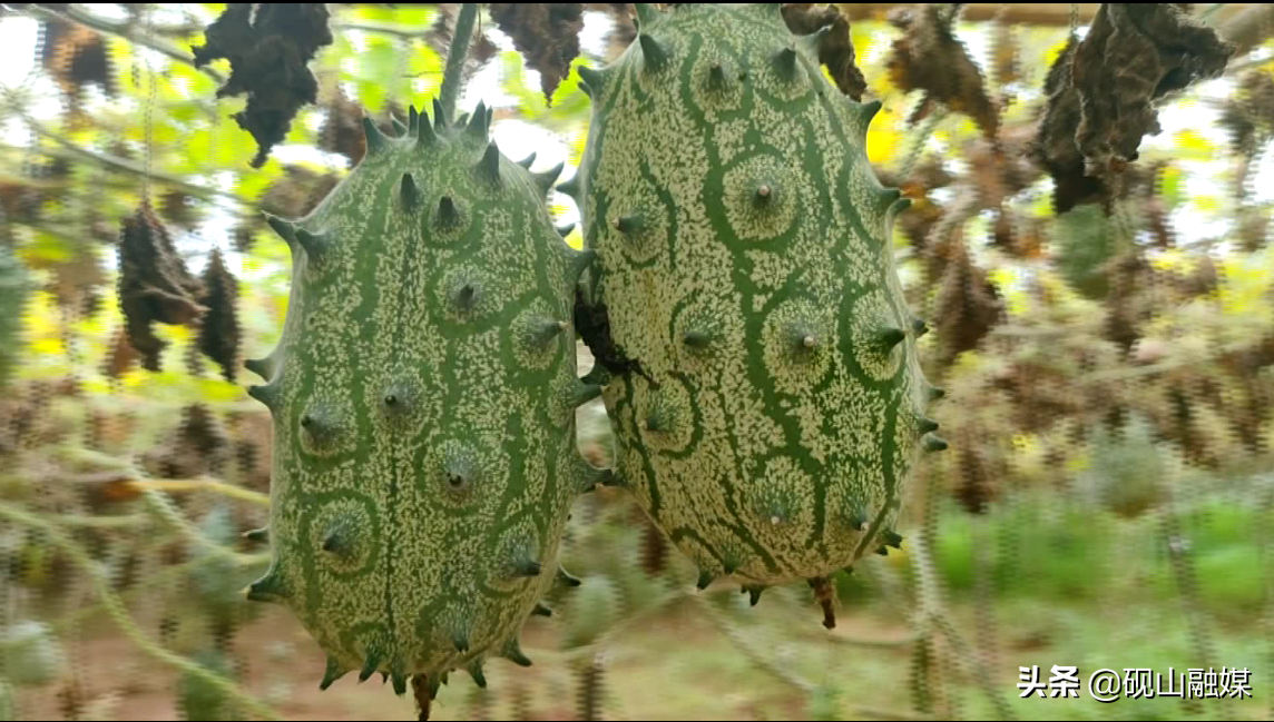 火参果怎么吃_火参果的正确吃法