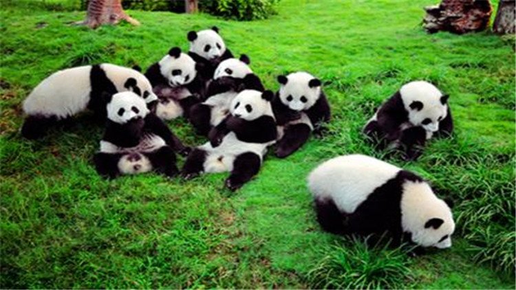 大熊猫的生活习性怎么样_大熊猫的生活习性介绍