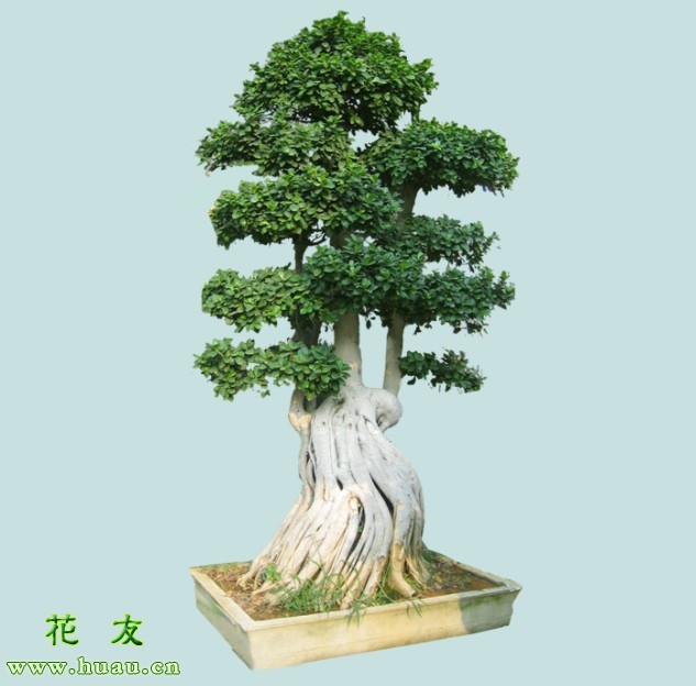 榕树怎么养殖_榕树的养殖方法和注意事项