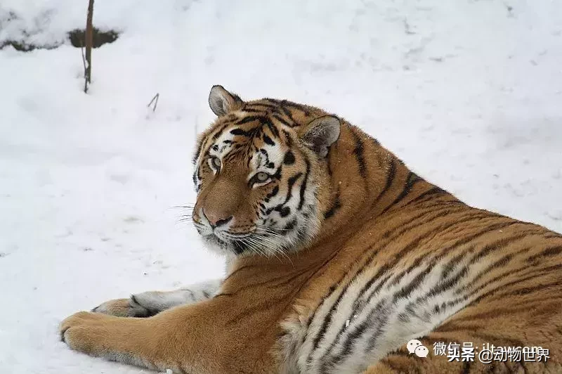 万兽之王是谁_万兽之王的介绍