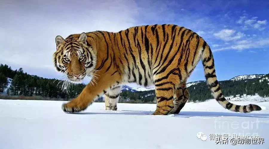 万兽之王是谁_万兽之王的介绍