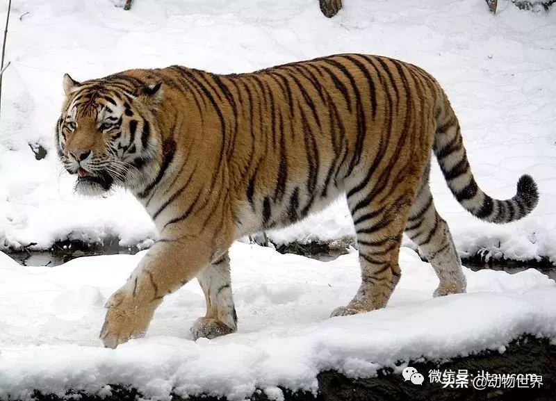 万兽之王是谁_万兽之王的介绍