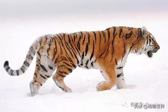 万兽之王是谁_万兽之王的介绍