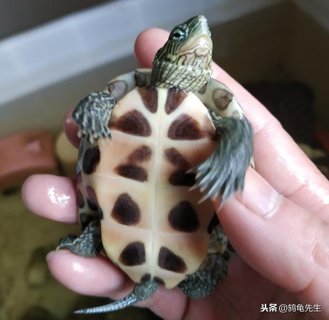乌龟冬眠怎么养_乌龟冬眠的养殖方法