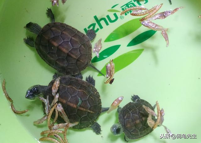 乌龟冬眠怎么养_乌龟冬眠的养殖方法