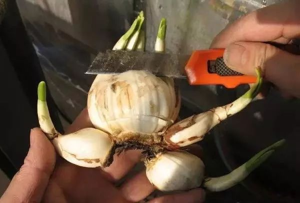 水仙花怎么雕刻_水仙花的雕刻技巧