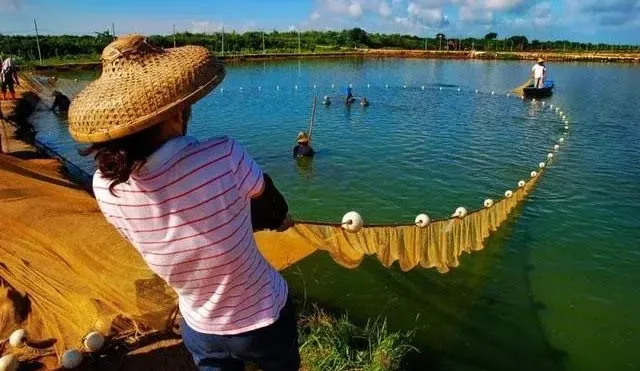 鱼塘氨氮超标怎么处理_鱼塘氨氮超标的处理方法