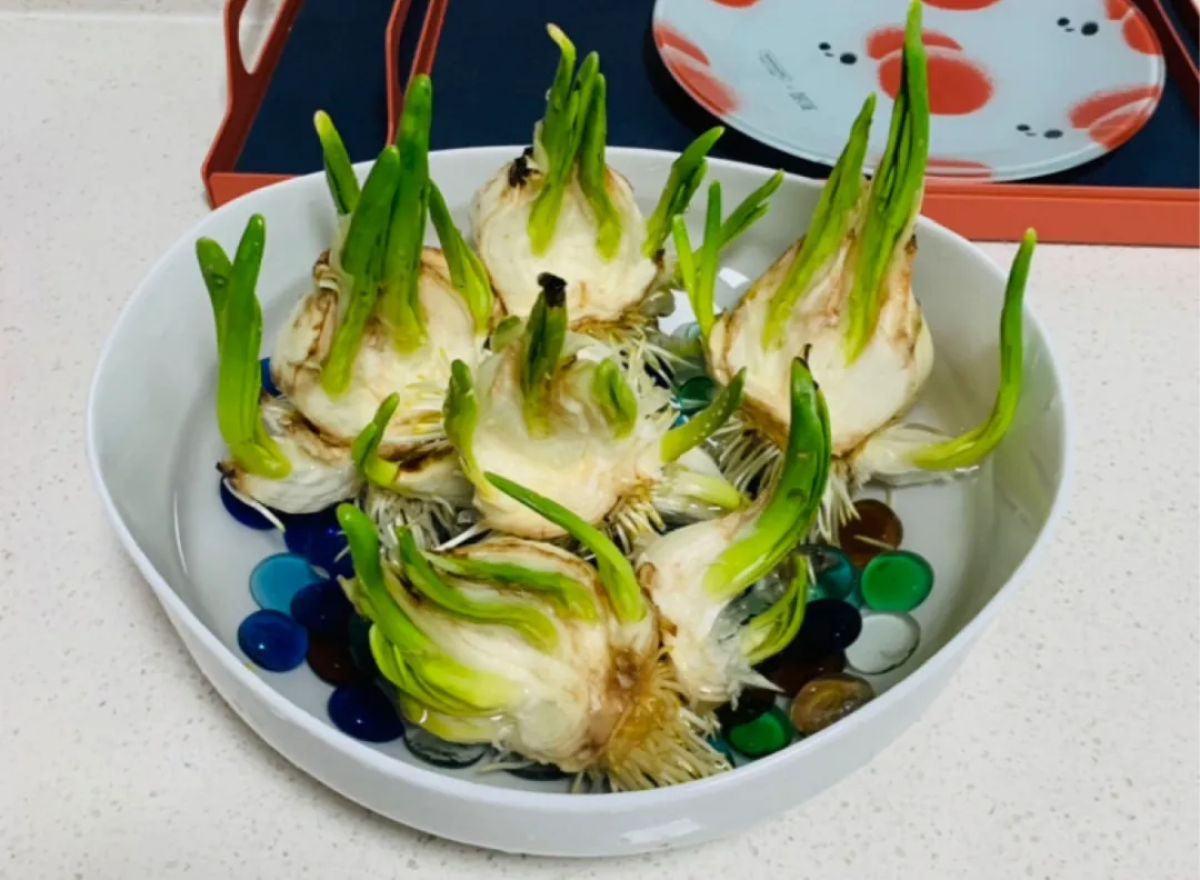 凌波仙子是什么花_你知道了吗