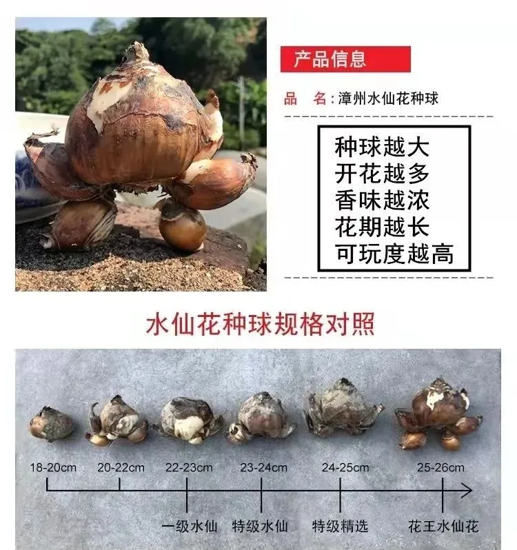 凌波仙子是什么花_你知道了吗