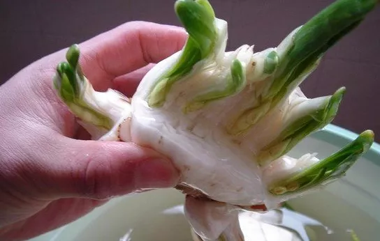 凌波仙子是什么花_你知道了吗