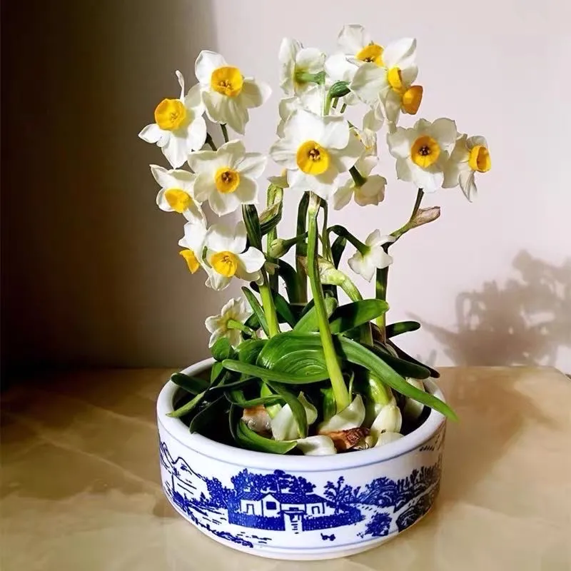 凌波仙子是什么花_你知道了吗