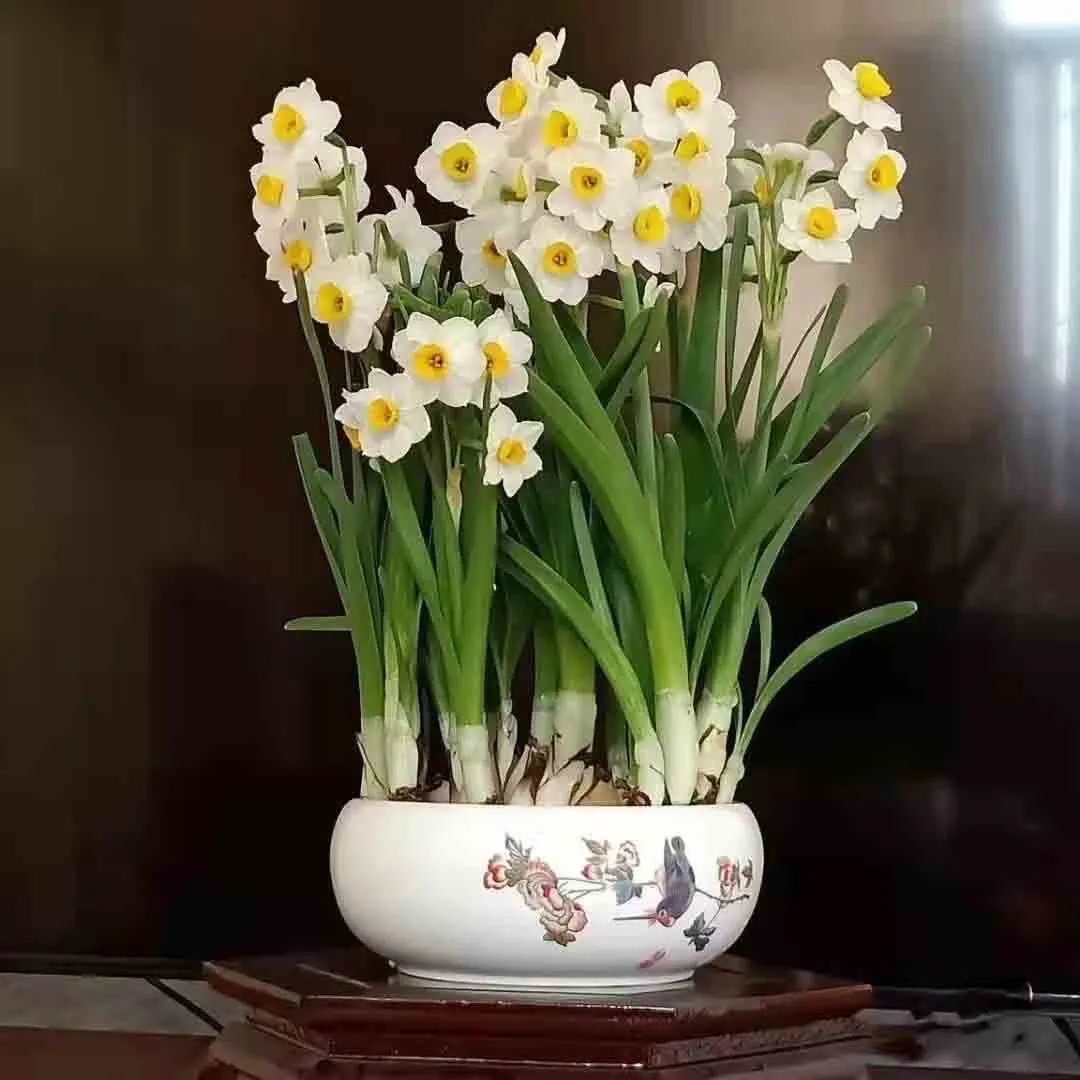 凌波仙子是什么花_你知道了吗