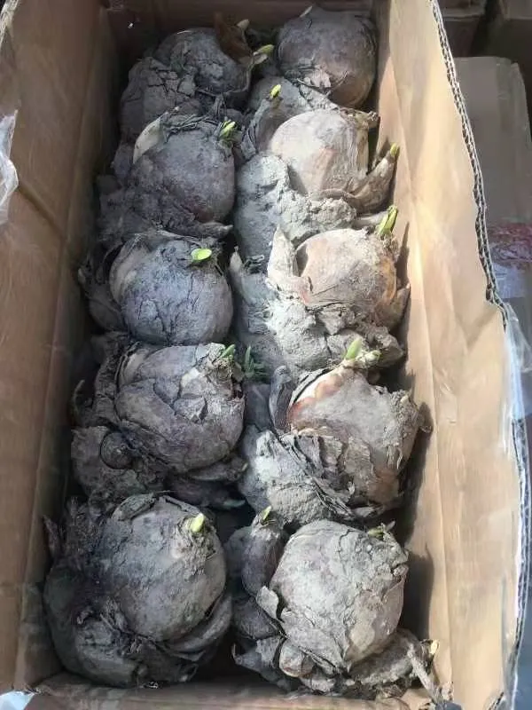凌波仙子是什么花_你知道了吗