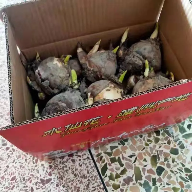 凌波仙子是什么花_你知道了吗