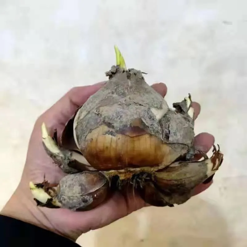 凌波仙子是什么花_你知道了吗