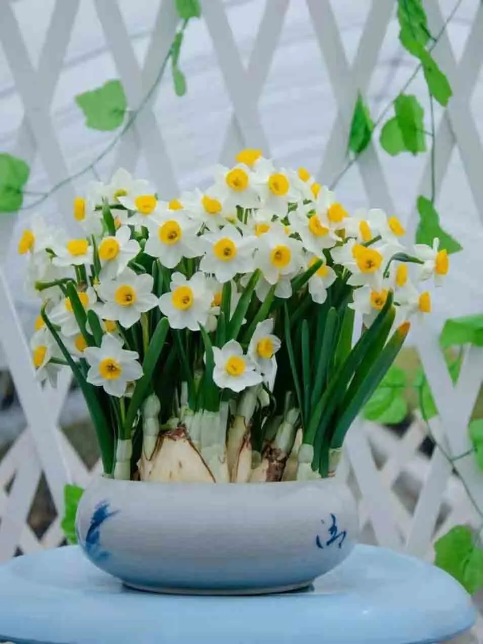 凌波仙子是什么花_你知道了吗