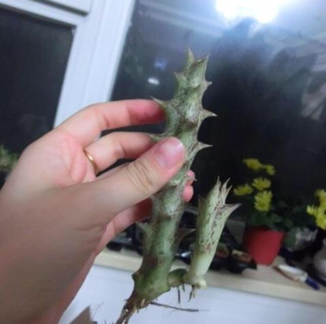 龙角是什么_龙角的基本介绍