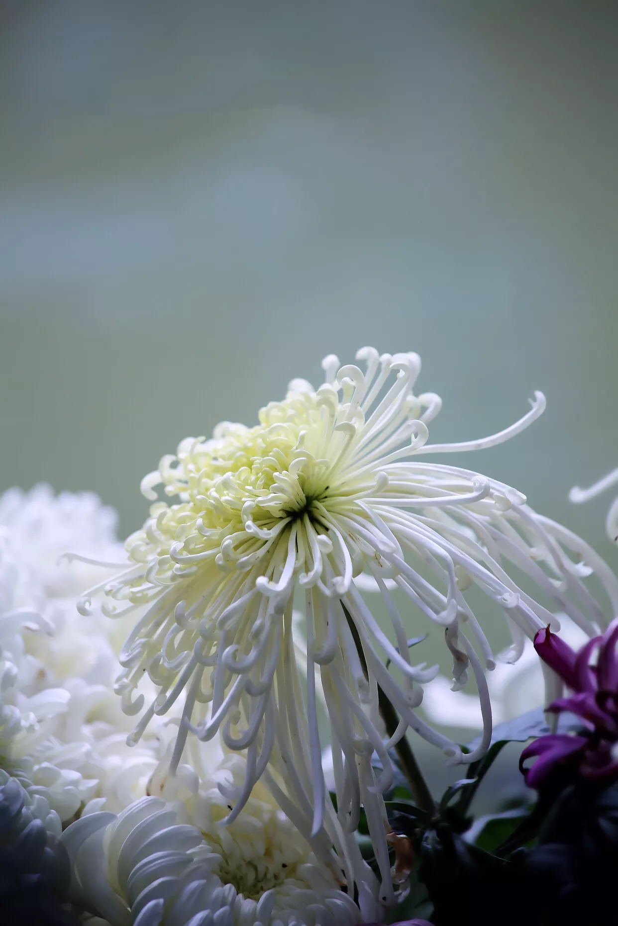 秋菊是什么_秋菊的别名