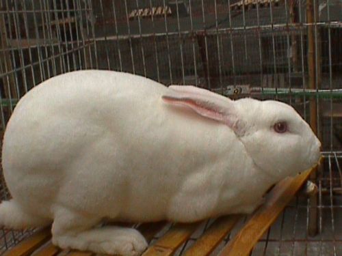兔子怎么养_兔子的饲养方法