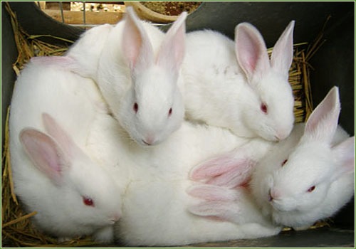 兔子怎么养_兔子的饲养方法