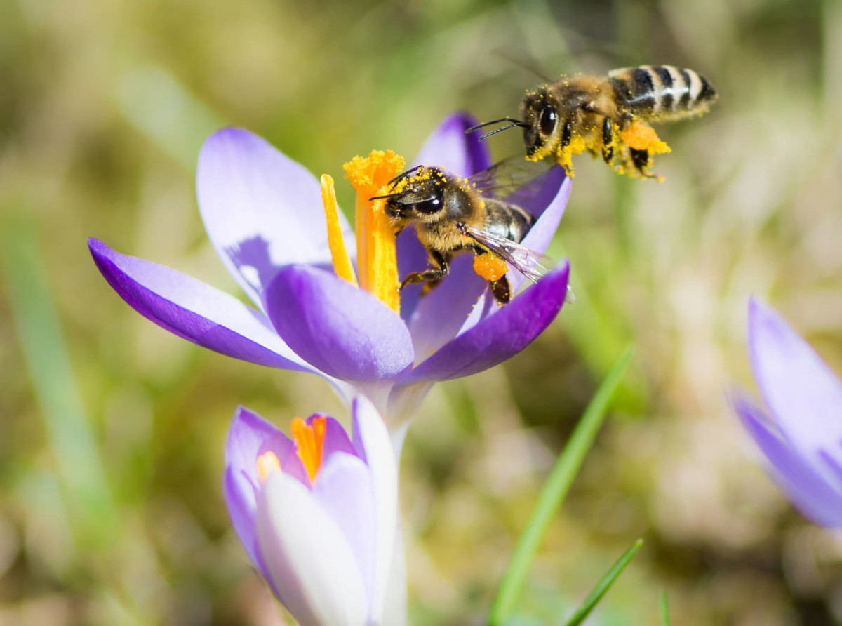 蜜蜂生活习性是怎样的_蜜蜂的特点和生活习性