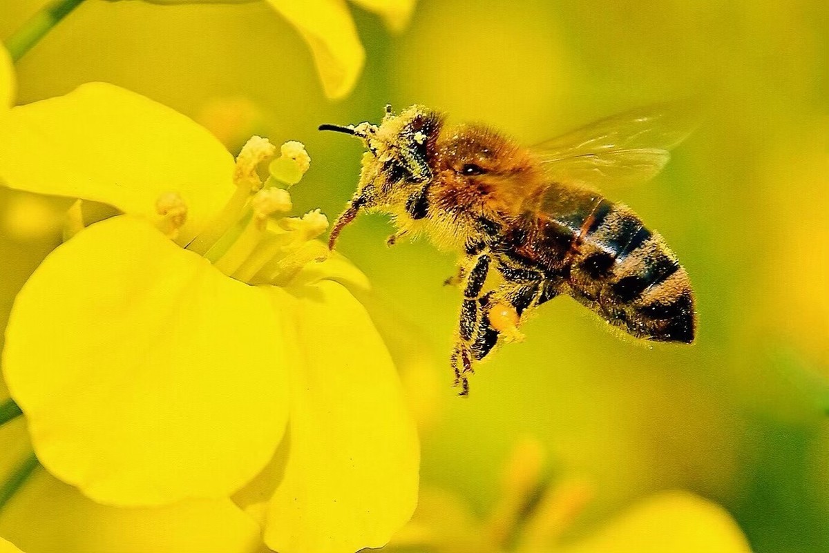 蜜蜂生活习性是怎样的_蜜蜂的特点和生活习性