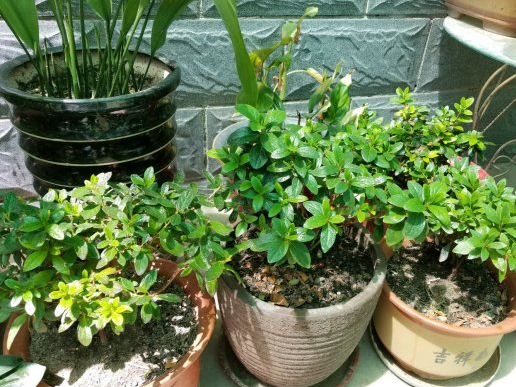 杜鹃花怎么养殖_杜鹃花养殖方法