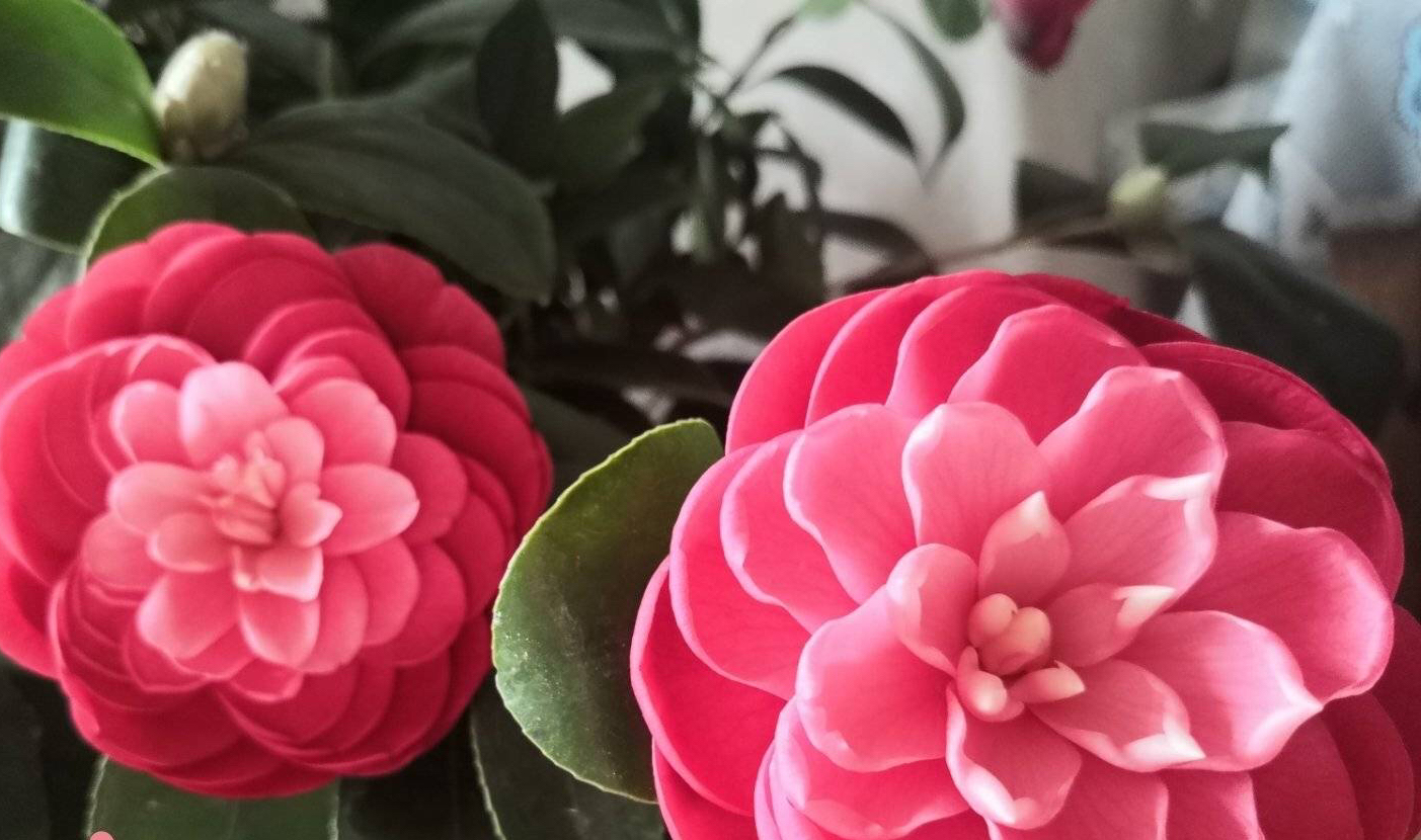 山茶花怎么种_山茶花的种植方法