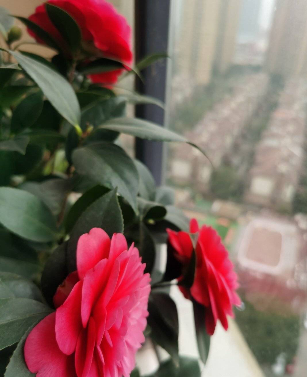 山茶花怎么种_山茶花的种植方法