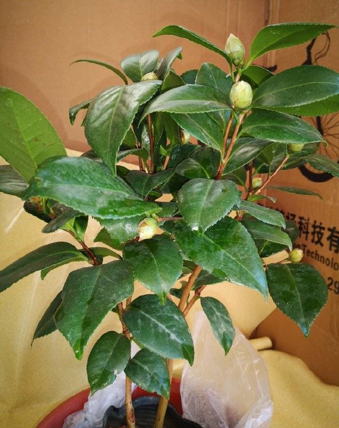 山茶花怎么种_山茶花的种植方法