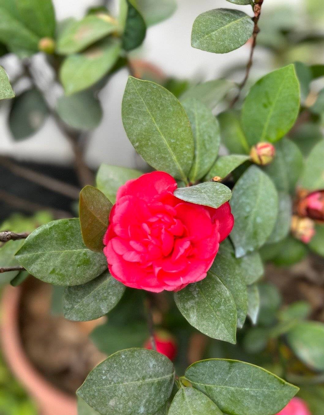 山茶花怎么种_山茶花的种植方法