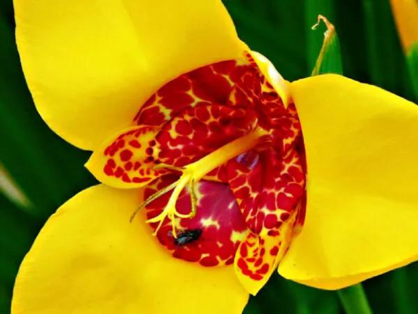 老虎花是什么花_老虎花的产地及特征