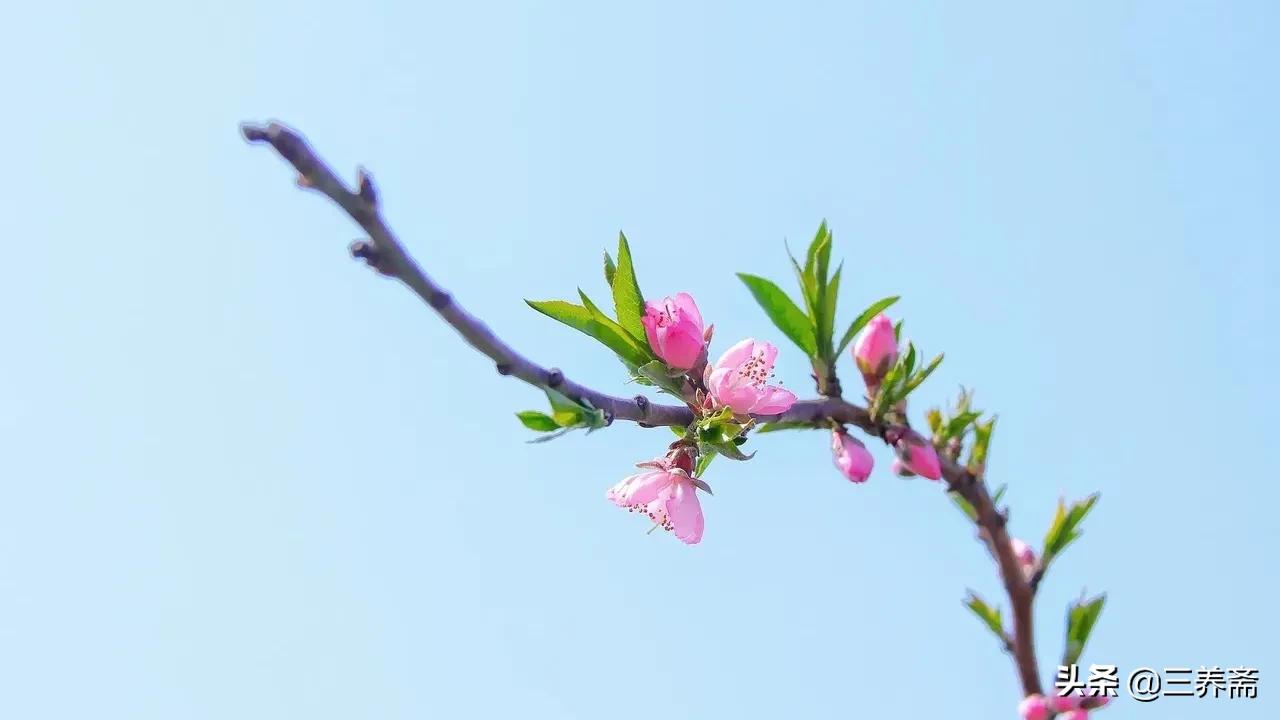 起承转合的意思是什么_起承转合的的寓意