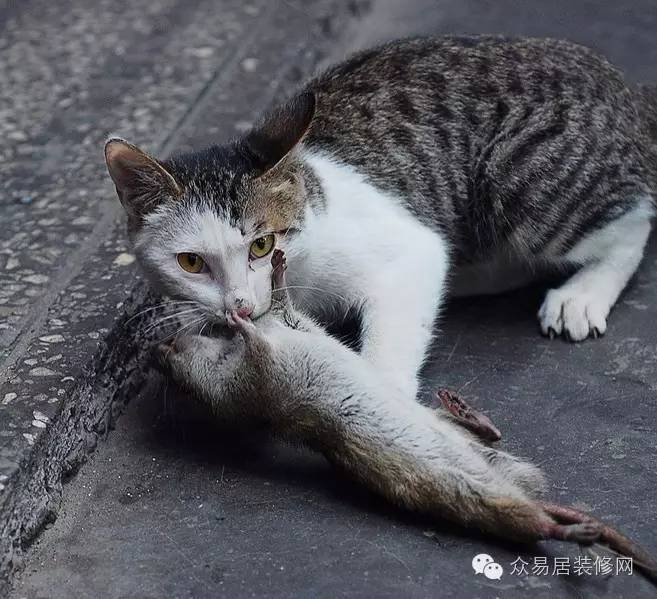 老鼠怎么灭_老鼠的消灭方法