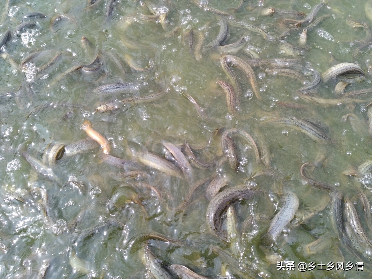 泥鳅怎么养殖_泥鳅养殖方法和技巧