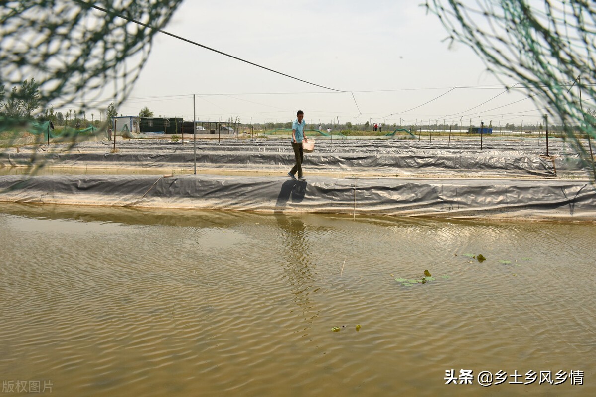 泥鳅怎么养殖_泥鳅养殖方法和技巧