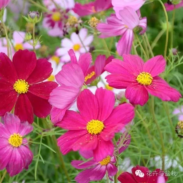 格桑花是什么_格桑花的简介和生长习性