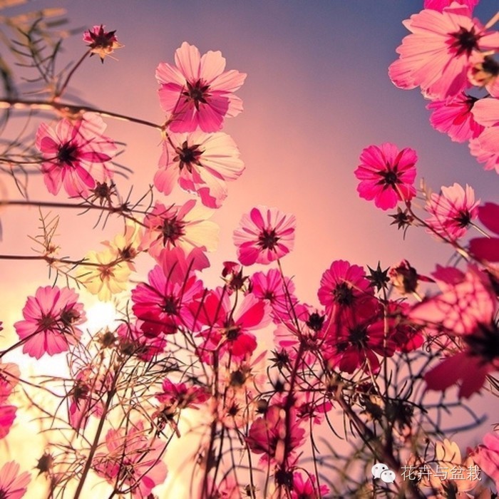 格桑花是什么_格桑花的简介和生长习性