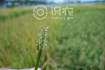 荸荠是什么意思_荸荠的简介及生长环境