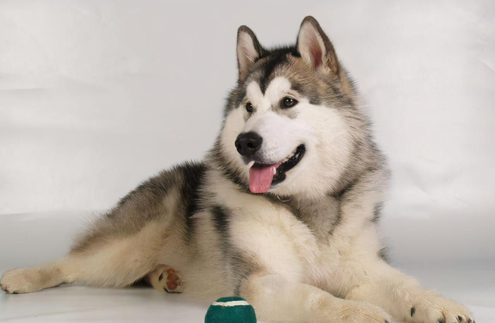 雪橇犬有几种_雪橇犬的种类